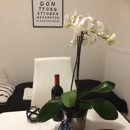 Fibra Mocca * Rybnik (Silesia)